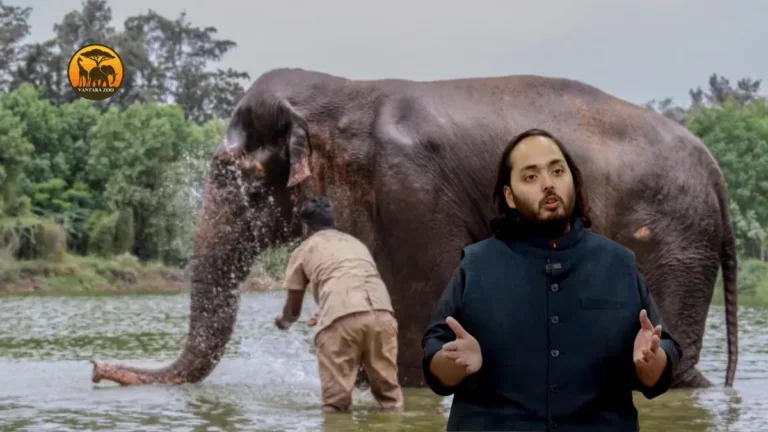 क्यों महाराष्ट्रियन एक हाथी के कारण जियो का बहिष्कार कर रहे हैं